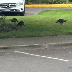 Wild turkeys at the rose garden