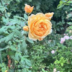 A rose with buds
