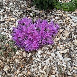 According to iNaturalist, this is a flowering plant 100%