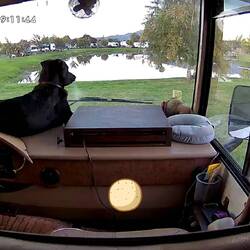 The ever watchfully guard dog