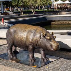 Ein Hippo in Australien... ❓️