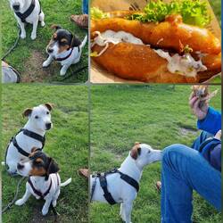 Fischi Brötchen und bettelnde Fiffis