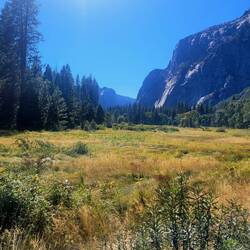Meadows