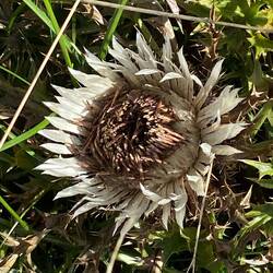 Silberdistel