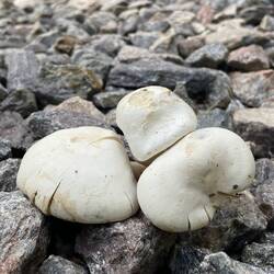 Pilze drücken sich durch den Weg-Schotter, wow!