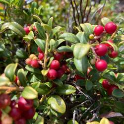Preiselbeeren