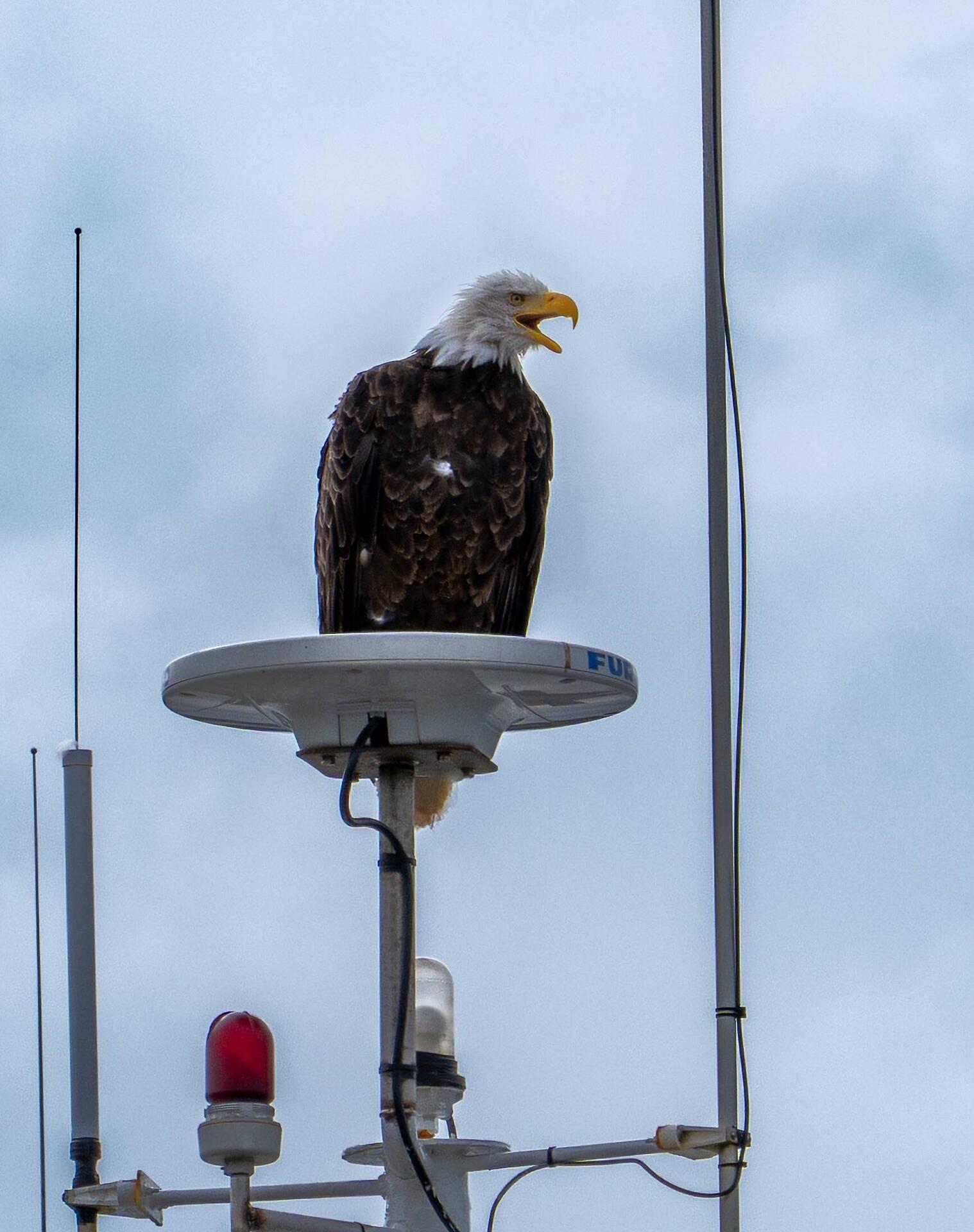 No matter where you are around here, most likely you can see one.