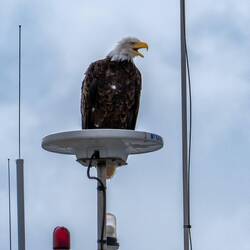 No matter where you are around here, most likely you can see one.
