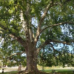 The 400 year old Plane tree on the 'Remarkable trees of France' register. 35m tall and 6m in girth