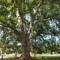 The 400 year old Plane tree on the 'Remarkable trees of France' register. 35m tall and 6m in girth