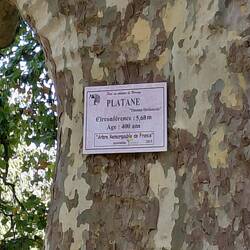 The 400year old Plane Tree
