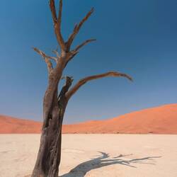 A classic shot of one of the 900 year old dead trees