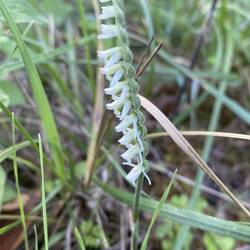 Herbst-Drehwurz (Orchidee)
