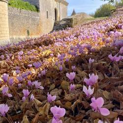 Cyclamen