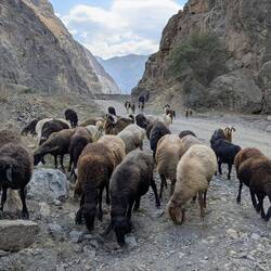 Well, there are not only cars, minibuses, donkeys and bicycles on the road ...
