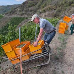 Weinlese