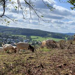 Ziegenherde hoch über der Stadt.