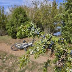 Juniper berries (and Gavere)