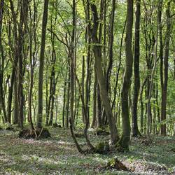 Woods on south side of Lampertstal