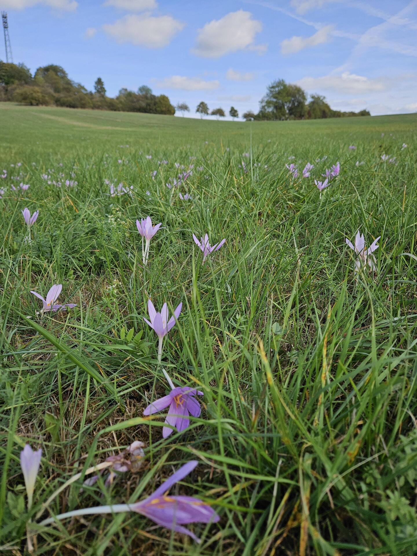 Colchicum field