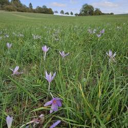 Colchicum field