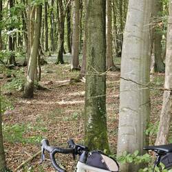 Woods on south side of Lampertstal, with Gavere
