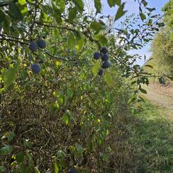 Prunus spinosa