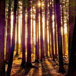 Abendsonne von Westen