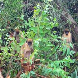 Wir werden ständig beobachtet 🐒🐒🐒