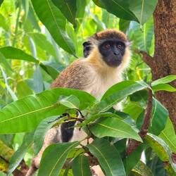 Noch ein neugieriger Nachbar 🐒