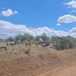 ein paar Gnus