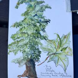 Jill's Big Leaf Maple