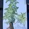 Jill's Big Leaf Maple