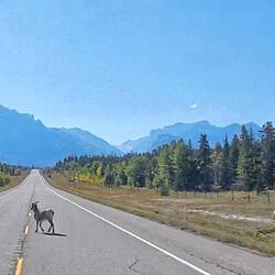 Bighorn Sheep
