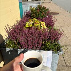 Tasje koffie gekregen van de Deense Ferry lady ☕️