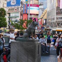 Hachiko