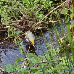 Yellow wagtail, drinking from the stream.