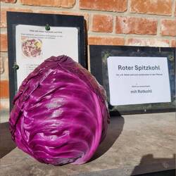 Roter Spitzkohl