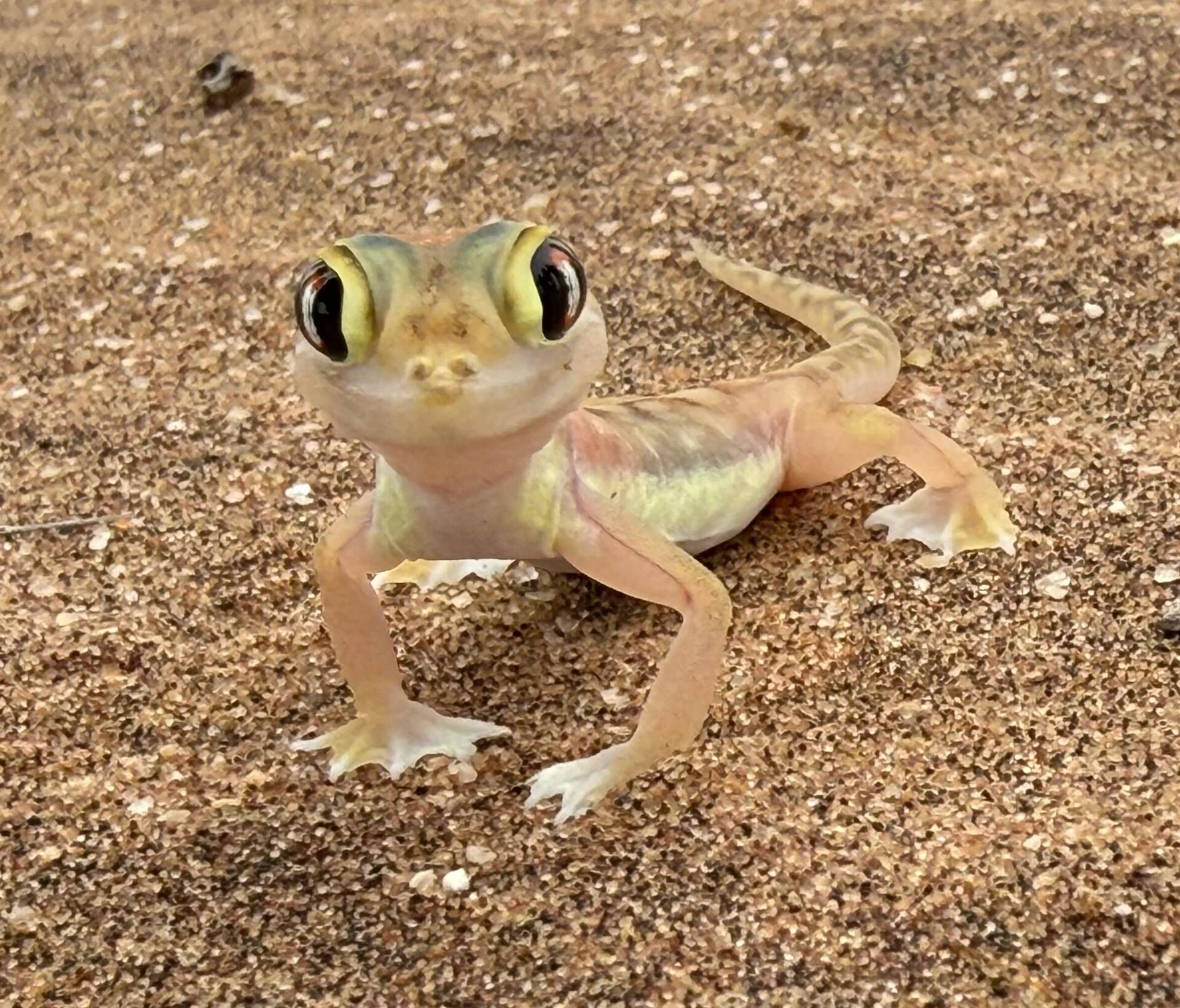 Netzfussgecko
