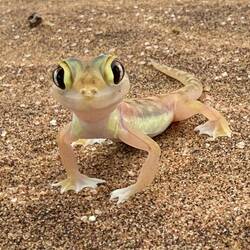 Netzfussgecko