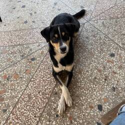 Georgis Hund, ein ganz lieber, wie eigentlich georgischen Hunde