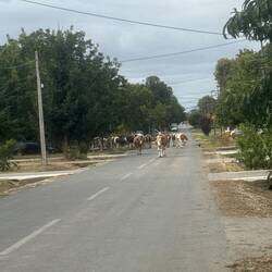 More traffic in Beligis