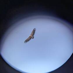 Griffon vultures