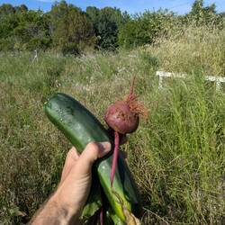 Home-grown veggies 🧑‍🌾