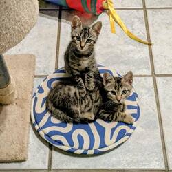 Foster kittens 😺