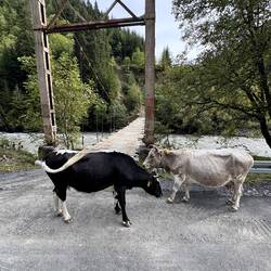 Haustiere auf den Straßen überall