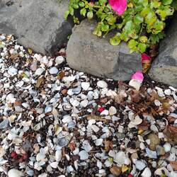Die Muscheln werden aus den Niederlanden geholt.