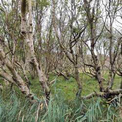Man glaubt gar nicht, dass hier so viel Wald ist.