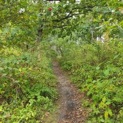 Man soll es kaum glauben, Baltrum hat sogar Single Trails 😄