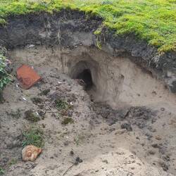 Die Kaninchen sind hier eine richtige Plage und unterhöhlen die Dünen.